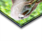 Doe & Fawn Acrylic print