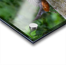 A Pair of Robins Acrylic print