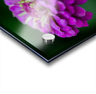 Zinnia Acrylic print