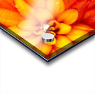 Orange and Yellow Zinnia Acrylic print
