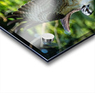 An Osprey stretching their wings.  Acrylic print