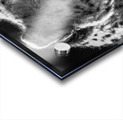 Cheetah Acrylic print