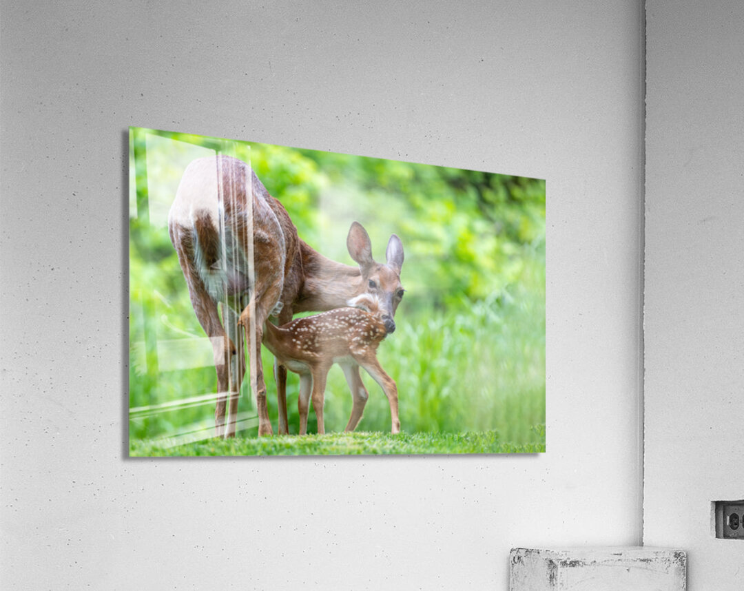 Doe & Fawn Acrylic Print
