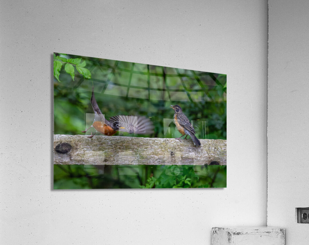 A Pair of Robins Acrylic Print