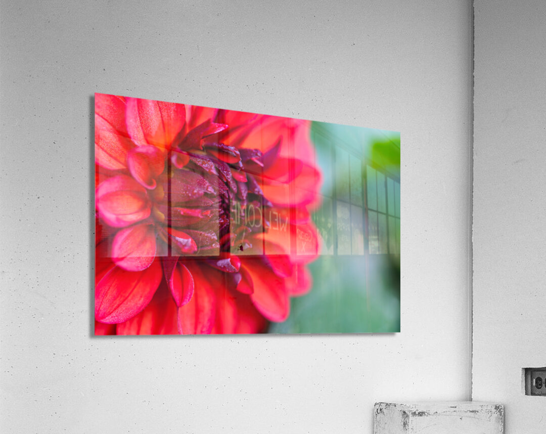 Vibrant Scarlet and Magenta Dahlia Acrylic Print