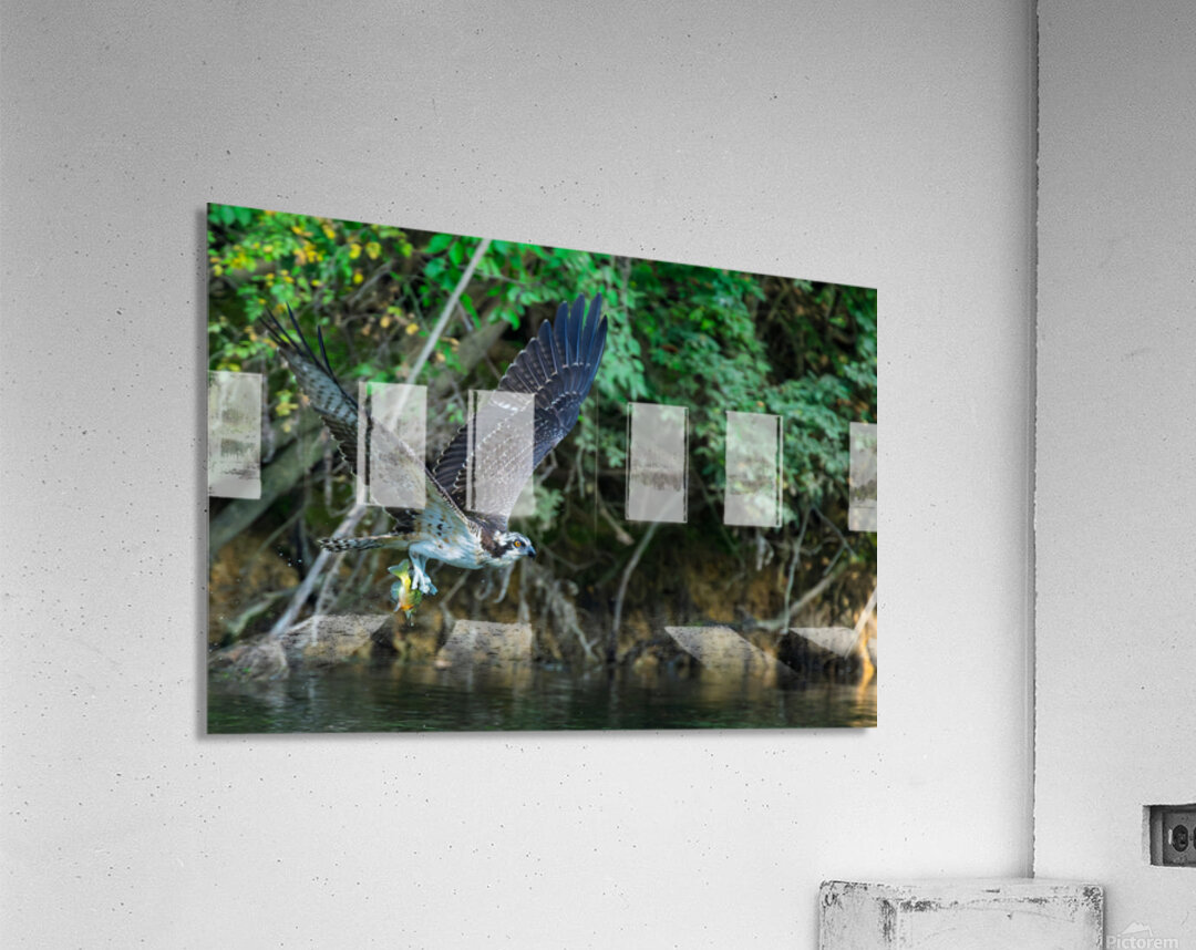 An Osprey picks up fresh fish for breakfast Acrylic Print