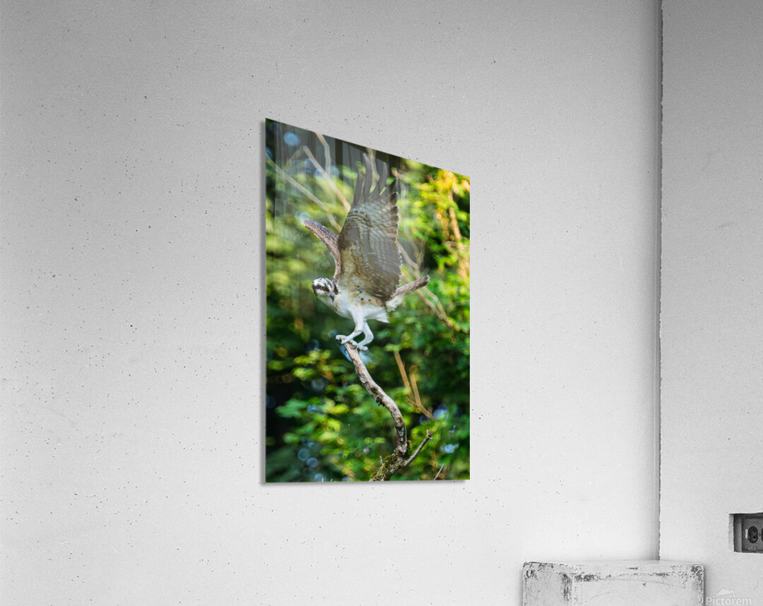 An Osprey stretching their wings.  Acrylic Print