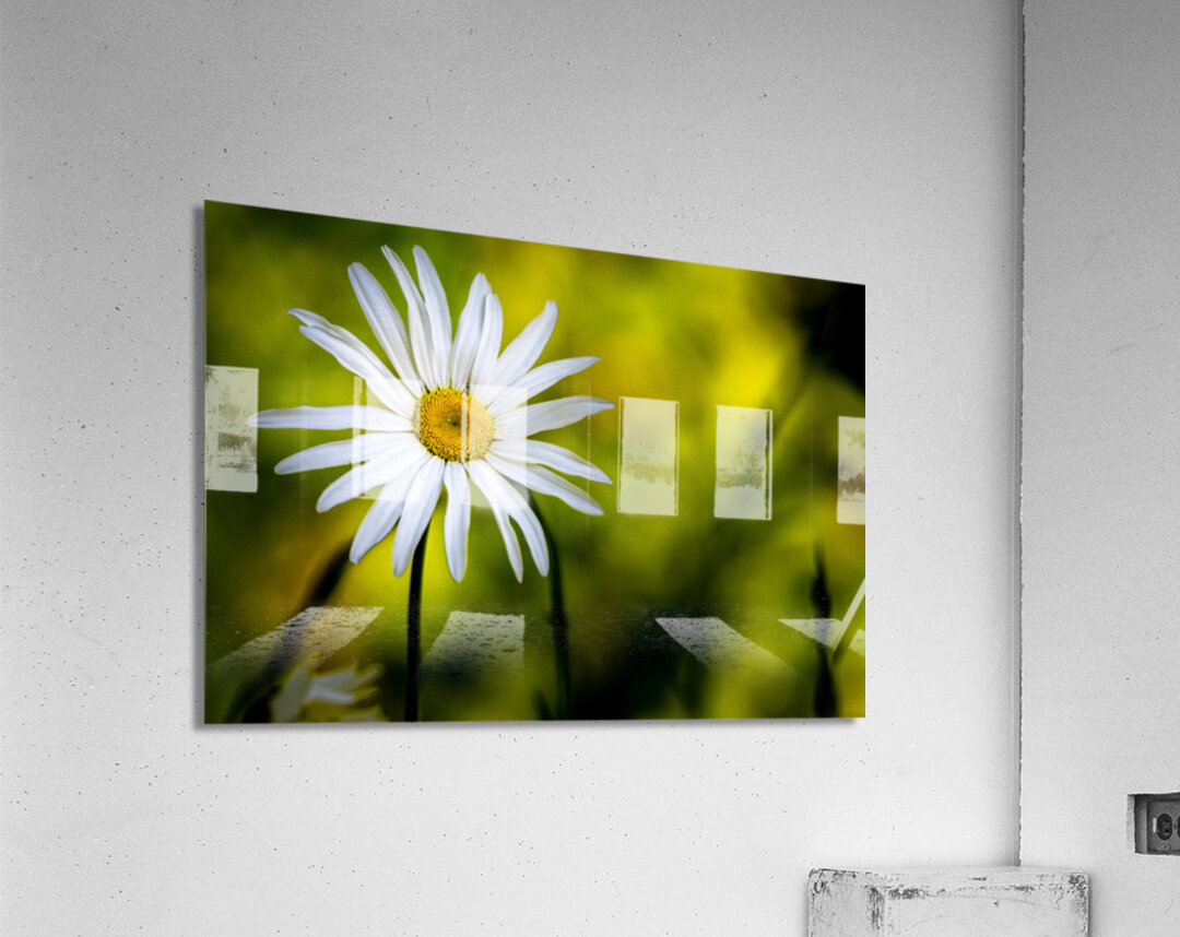 A Solitary Daisy Acrylic Print