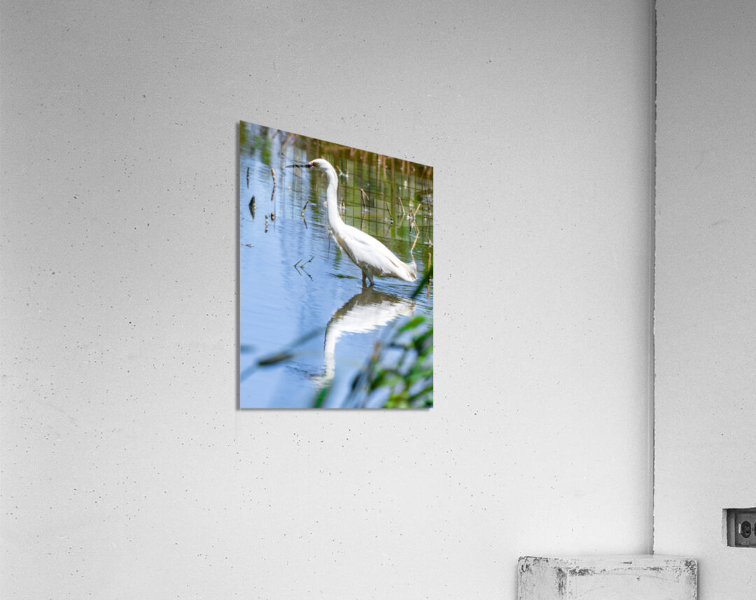 Snowy Egret Wading near the Shoreline of a Lake Acrylic Print