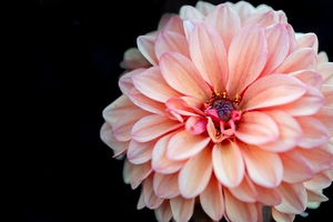 Pink Dahlia