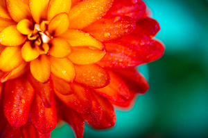 Orange and Yellow Zinnia