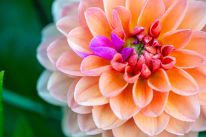 Peach Dahlia with a splash of Purple