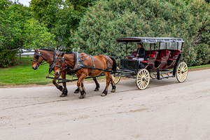 A Pair of Horses pulling a Carriage