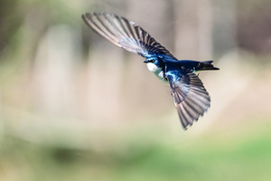 A Tree Swallow in Flight