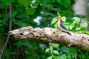 Red Bellied Wood Pecker