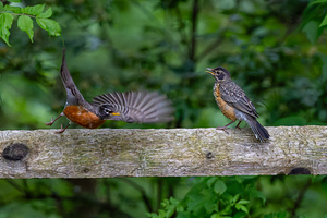 A Pair of Robins