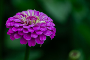 Zinnia