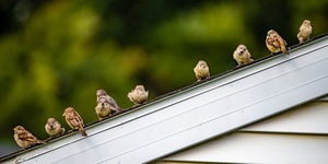 Sparrows on a Roof