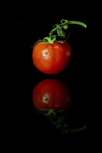 Tomato and Reflection