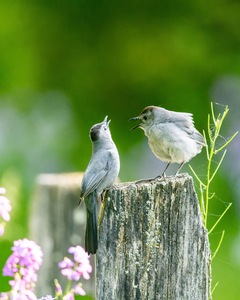 Two Cat Birds having a Conversation