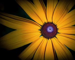 Yellow Daisy
