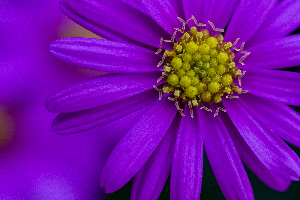 Purple Aster