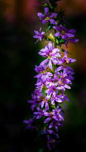 Purple Loosestrife