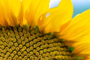 SunFlower Close Up