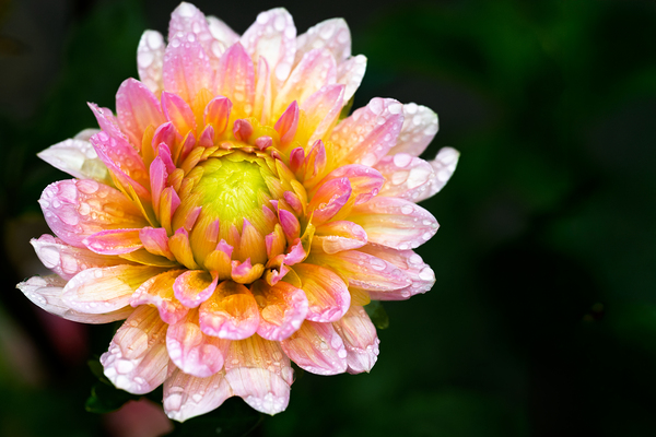 Dahlia and Raindrops Print