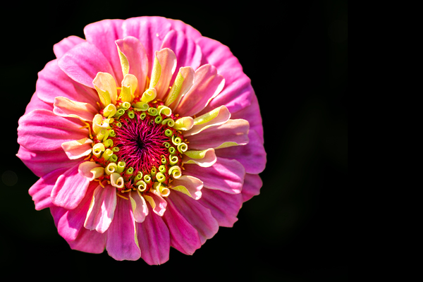 Pink and Yellow Zinnia Print