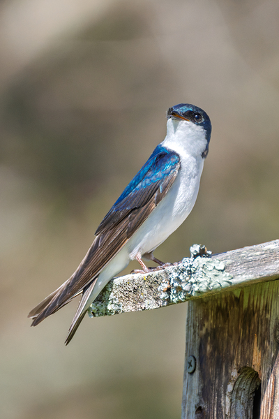 A Tree Swallow Enjoys a Sunny Day.  Print
