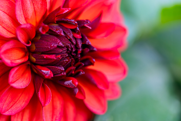Vibrant Scarlet and Magenta Dahlia Print