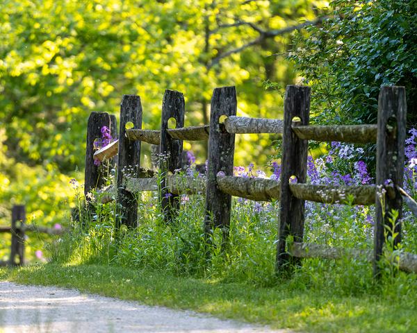 Fence and Flowers Print