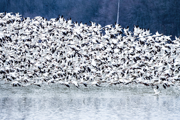 Snow Geese Migration Print