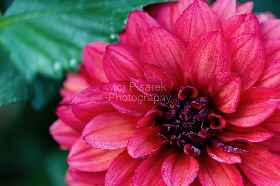 Dark Pink Dahlia  Print