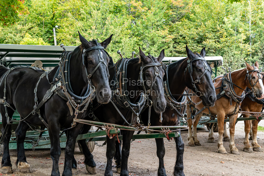 Teams of Horses  Print