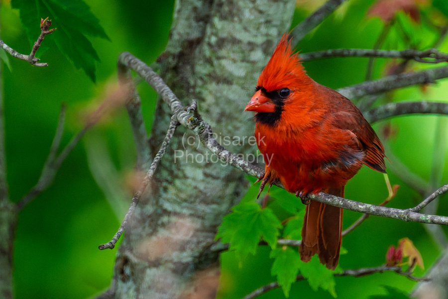Northern Cardinal   Print