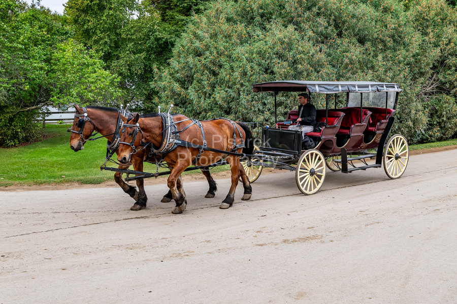 A Pair of Horses pulling a Carriage  Print