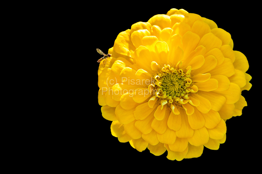 Yellow Zinnia and a Hoverfly  Print