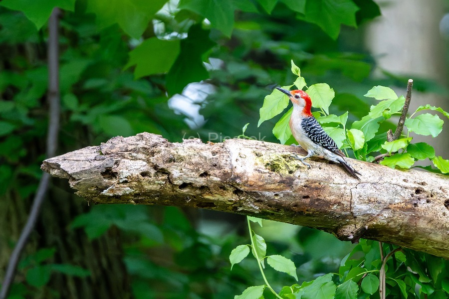 Red Bellied Wood Pecker  Print