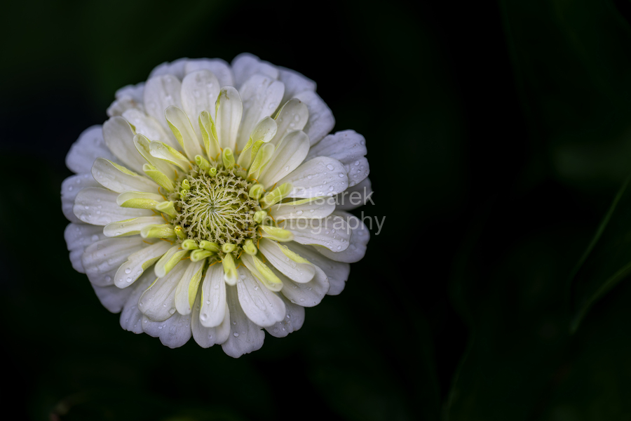 White Zinnia  Print
