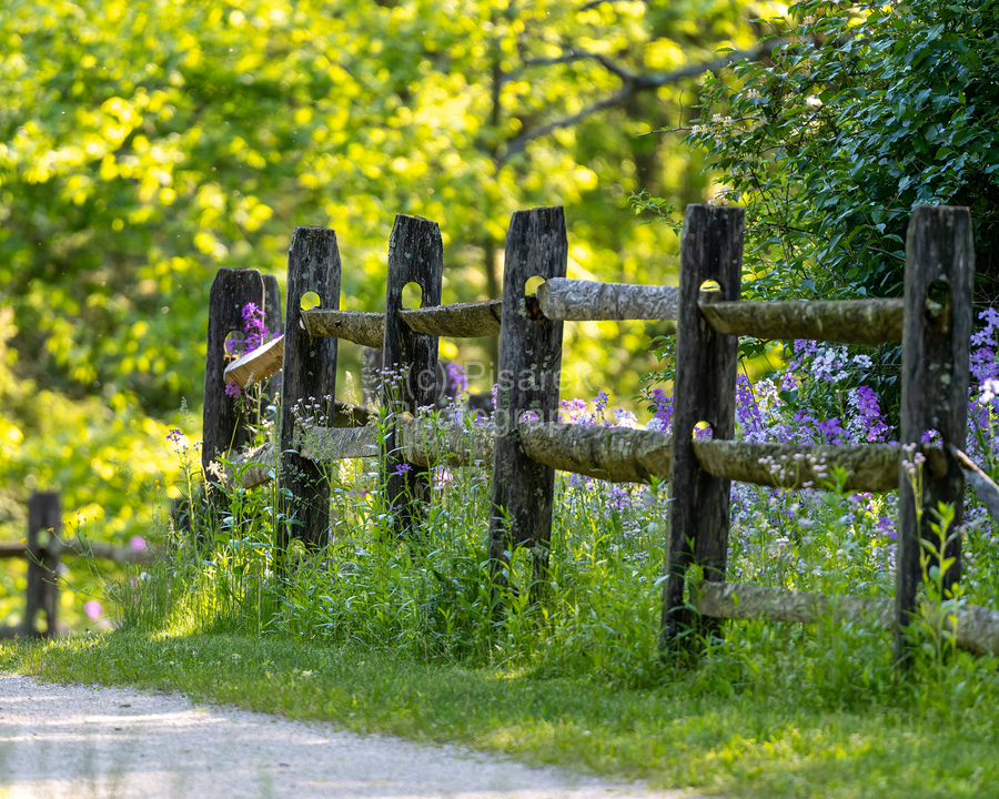 Fence and Flowers  Print