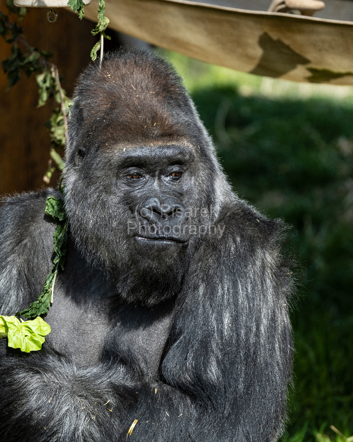 Gorilla Deep in Thought  Print