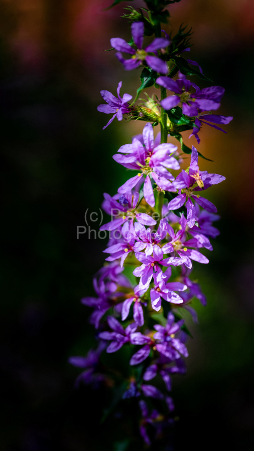 Purple Loosestrife  Print