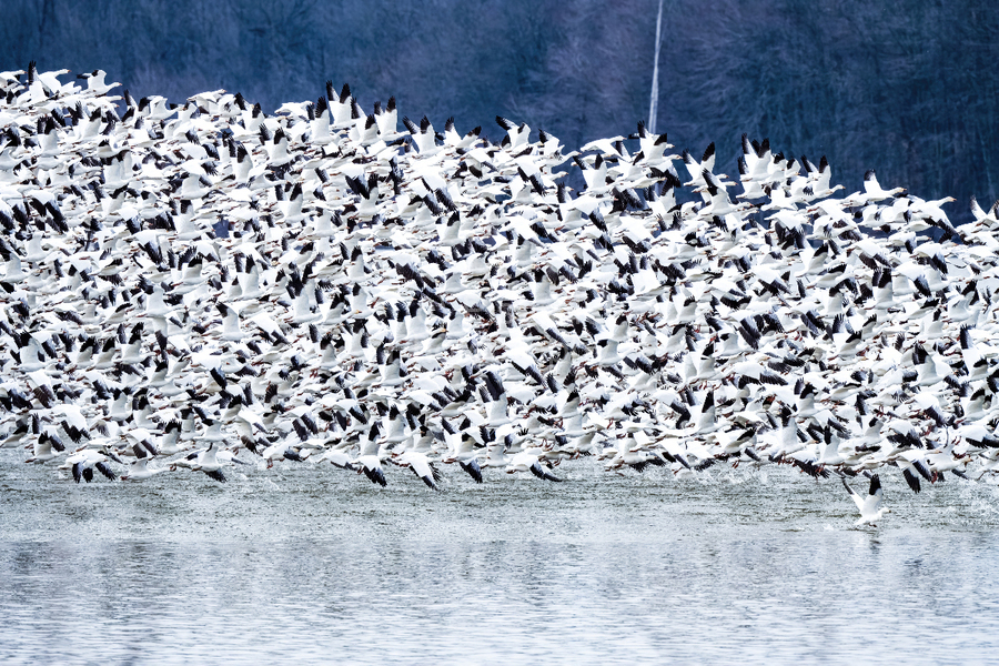 Snow Geese Migration  Print
