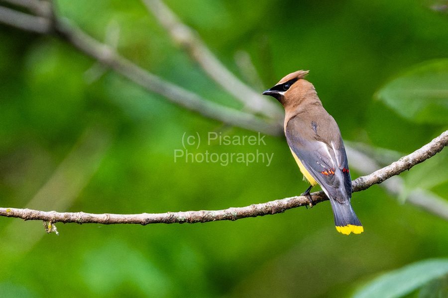 Cedar Waxwing  Print