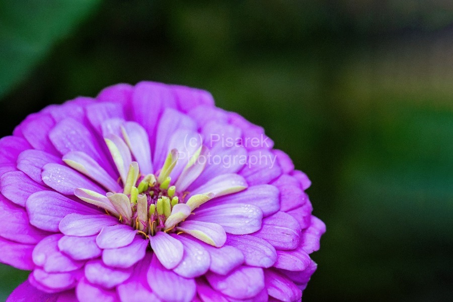 Glistening Purple Zinnia   Print