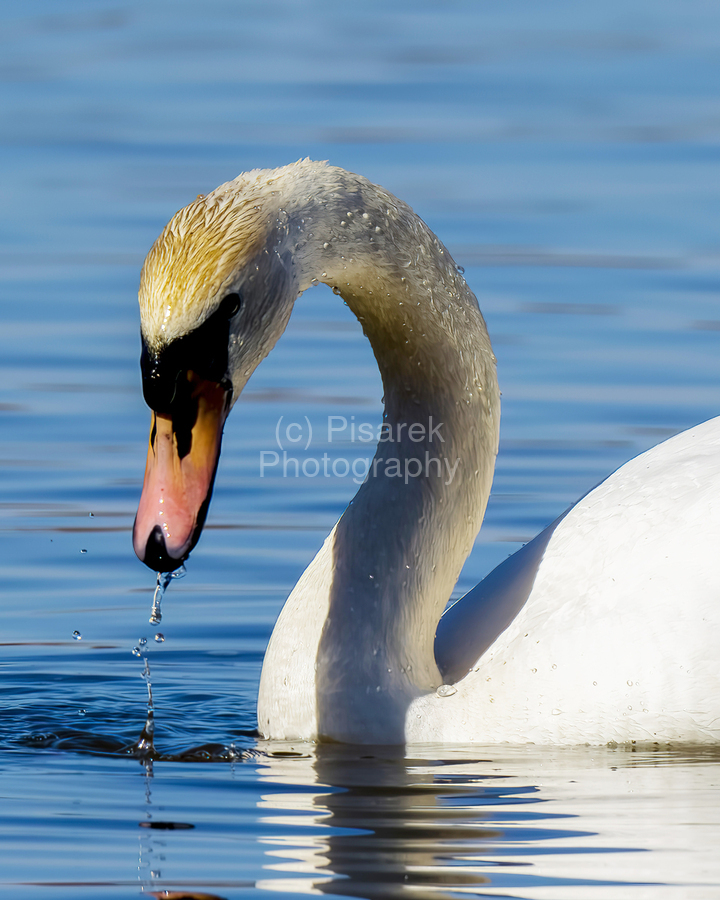 Swan on a Lake  Print