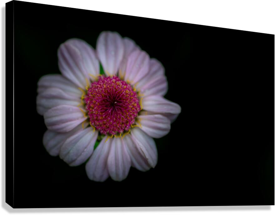 Daisy Canvas Print