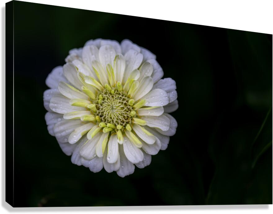 White Zinnia Canvas Print